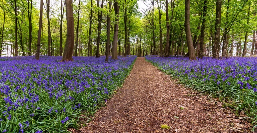 romantic places bluebell wood